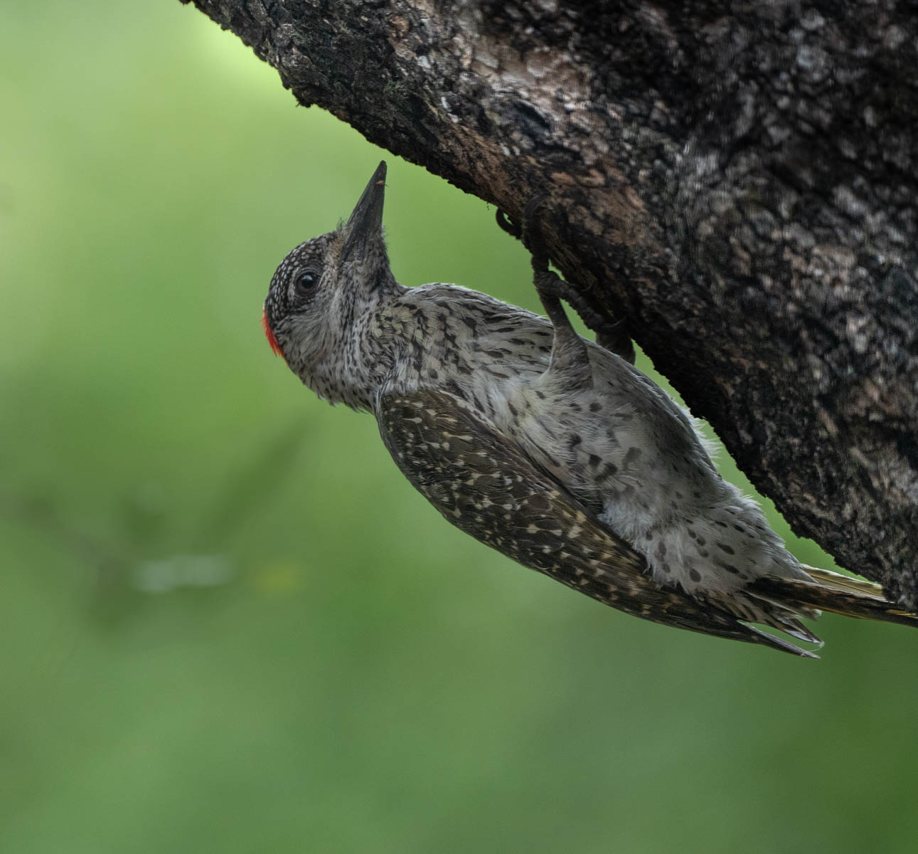 3rd Place - Mike Tandy - Red Hooded Woodpecker
